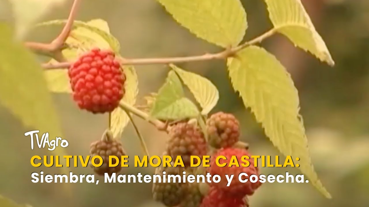 Cultivo de Mora de Castilla: Siembra, Mantenimiento y Cosecha - TvAgro por Juan Gonzalo Angel