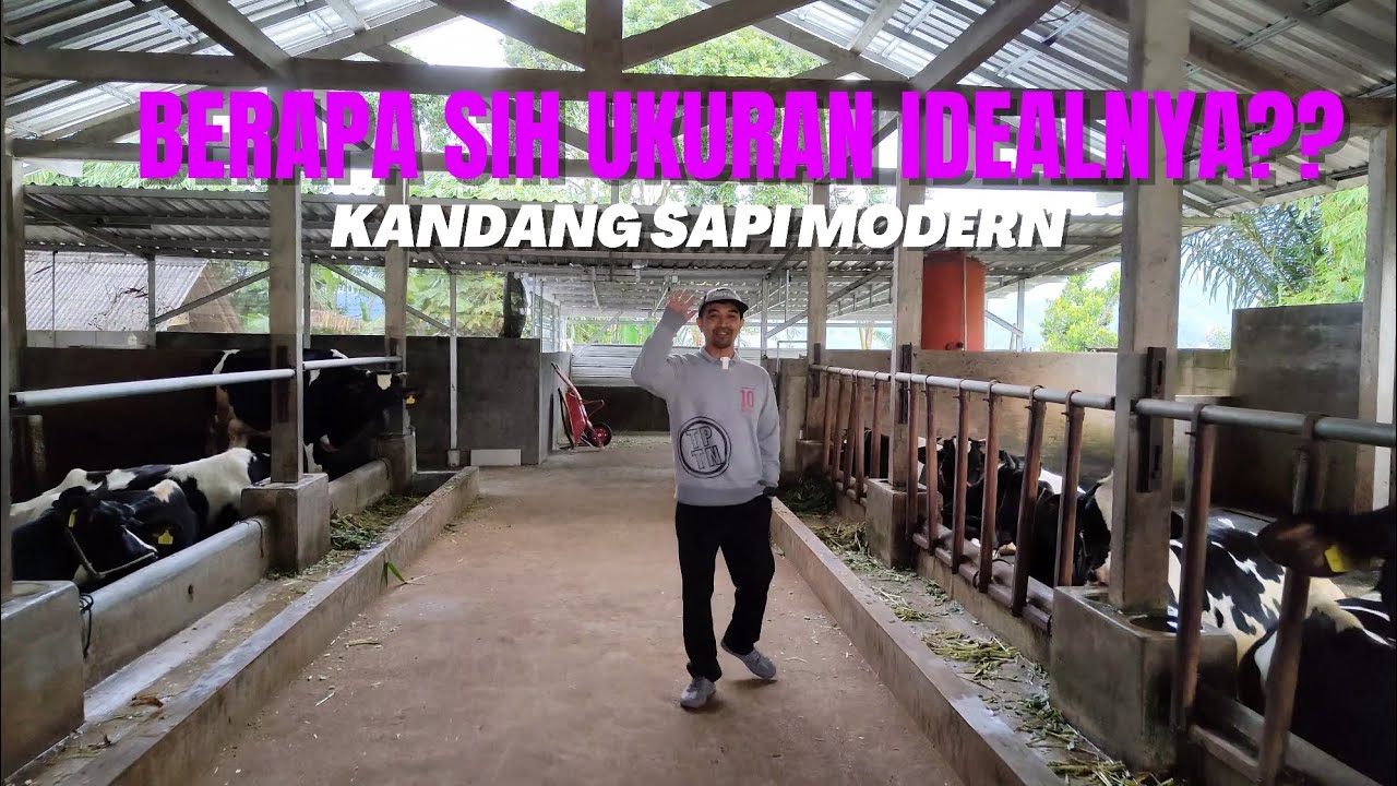 UKURAN KANDANG SAPI PERAH & PEDETANNYA‼️KANDANG SAPI MODERN