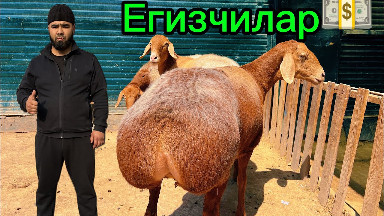 🇰🇬Қиризистон Бўғоз қўйлари 100 бош Бегзодбек қўй фермаси