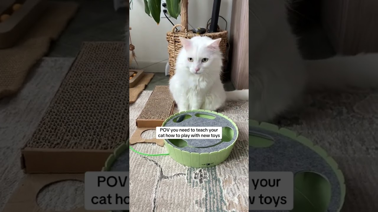 Teaching Cat How to Play With Cats