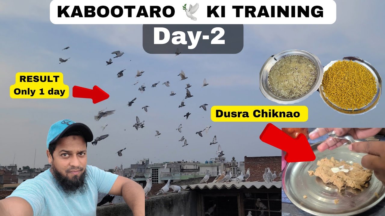 Kabootaro Ki Training Day-2 || Dusra Chiknao || 22 August Ka Shok || @pigeonscarefactory5328