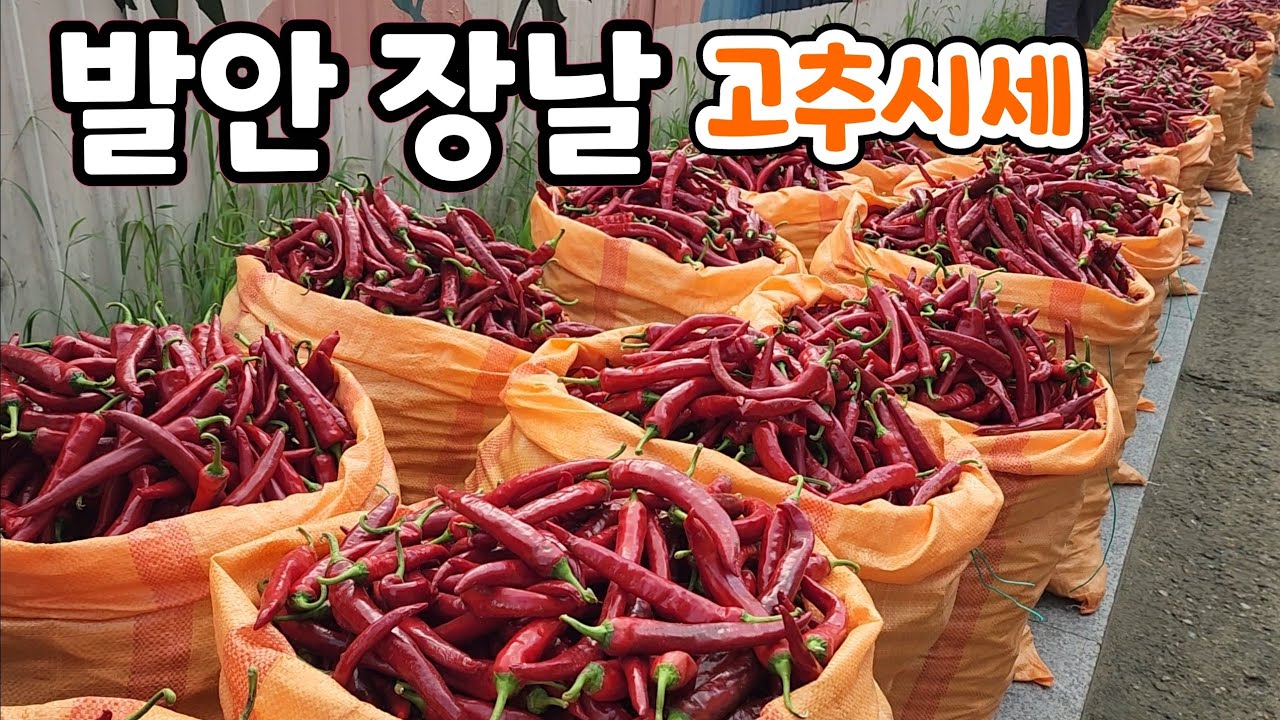 발안 장날^^   고추가 엄청 나왔다?  지금 사야 할까?