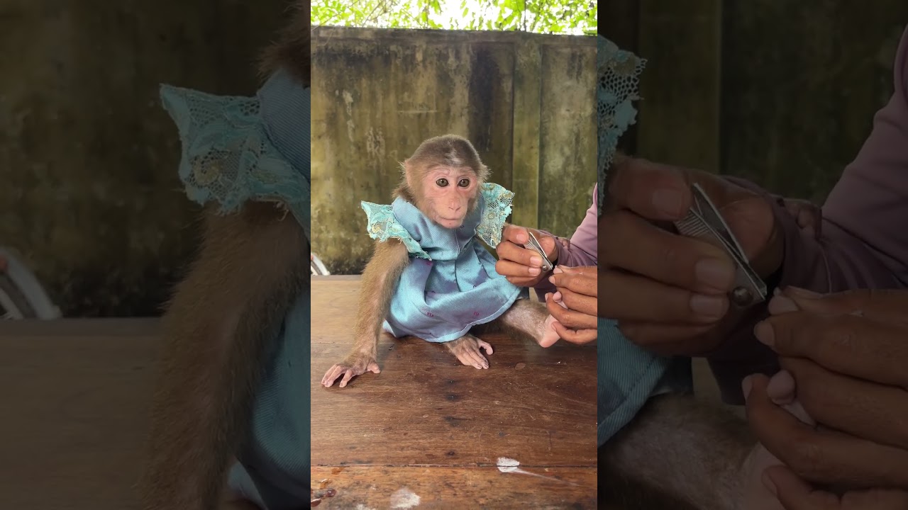 Smart Family Monkey