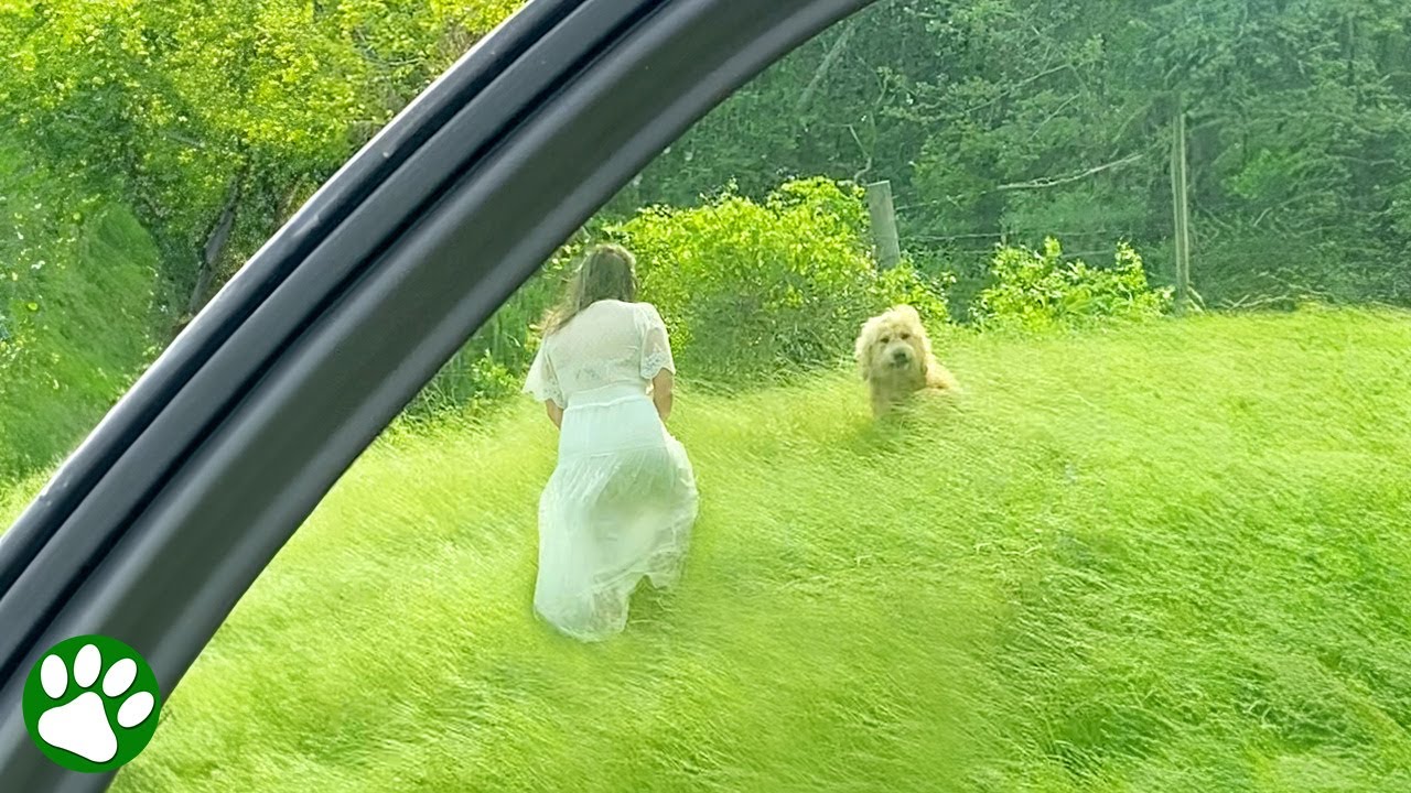 Familie findet ausgesetzten Hund auf Autobahn und rettet ihn