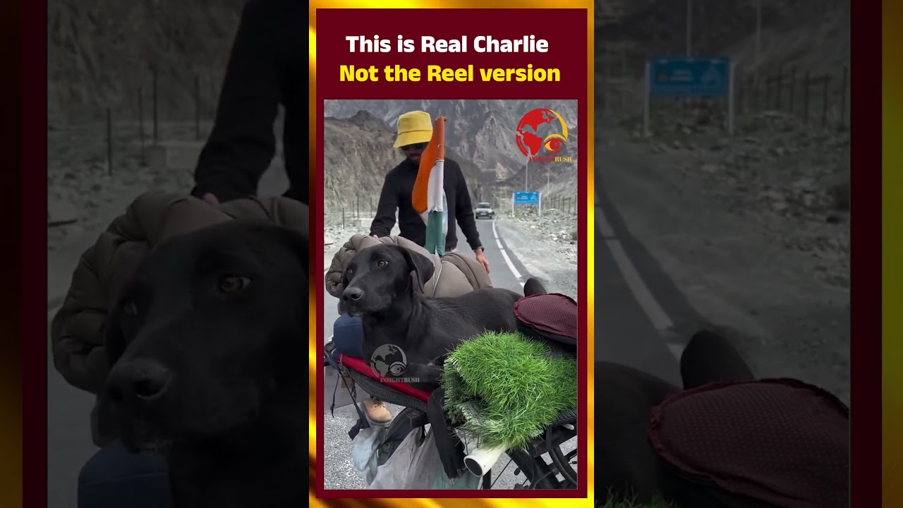 This is Real Charlie, not the Reel version | DogLove | PuppyLove | PetLovers |  |