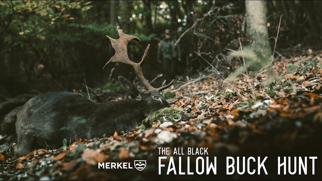 THE ALL BLACK | FALLOW BUCK HUNT