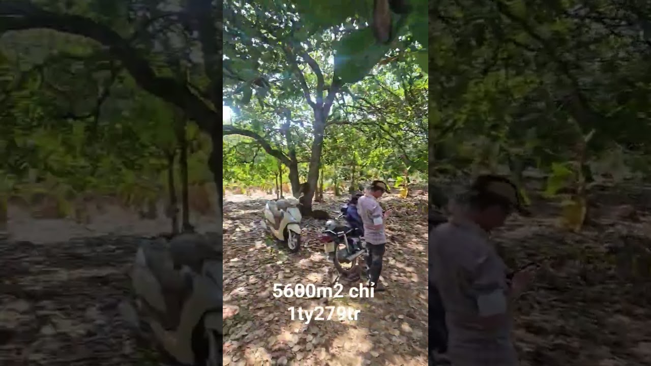 Đất vườn gi&aacute; rẻ ngộp 5600m2 chỉ 1ty279tr định qu&aacute;n đồng nai