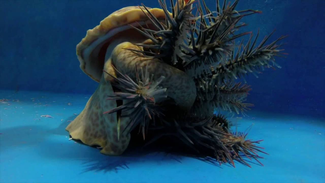 Pacific triton hunts and eats crown-of-thorns starfish
