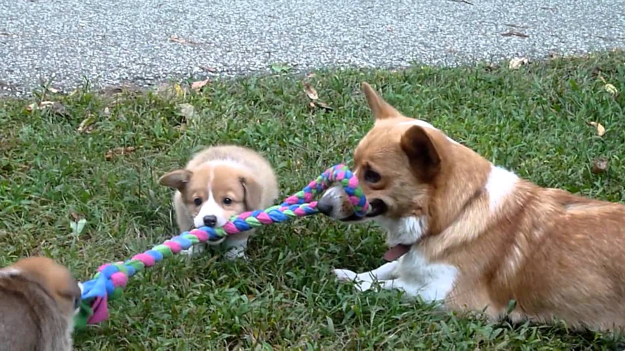 Corgi mom plays with puppies