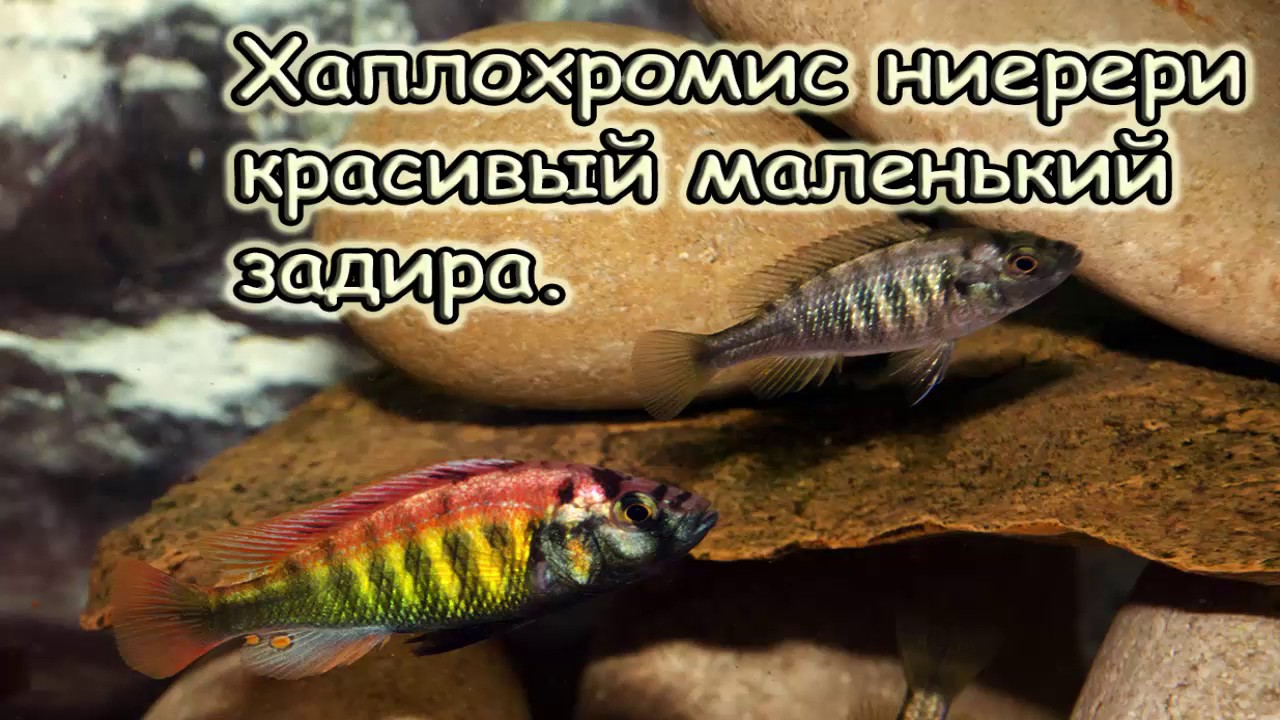 Хаплохромис ниерери. Африканская цихлида оз. Виктория.