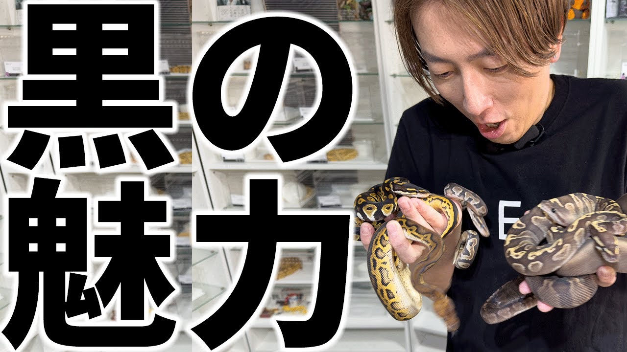 【黒ヘビの神秘】ボールパイソンGHI＆ブラックヘッドの魅力を語り尽くす
