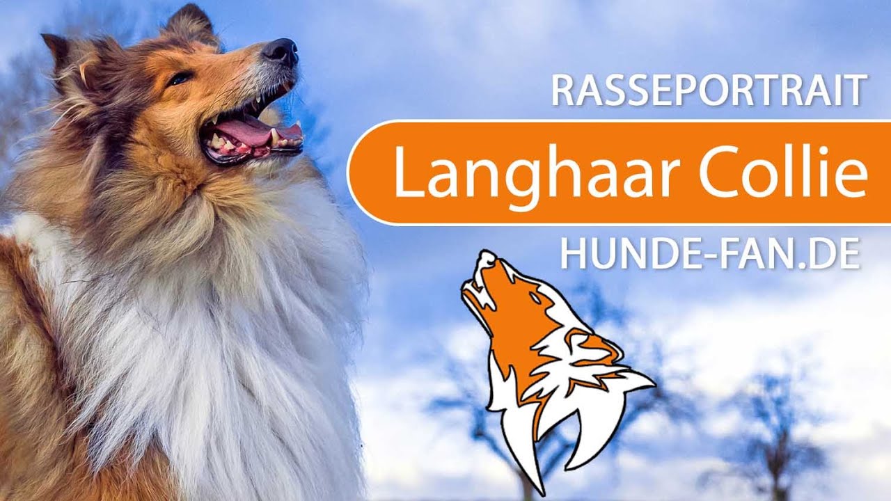 ► Langhaarcollie - Rough Collie [2019] Rasse, Aussehen & Charakter