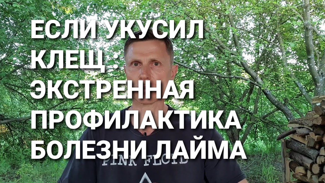 Если укусил клещ: экстренная профилактика болезни Лайма