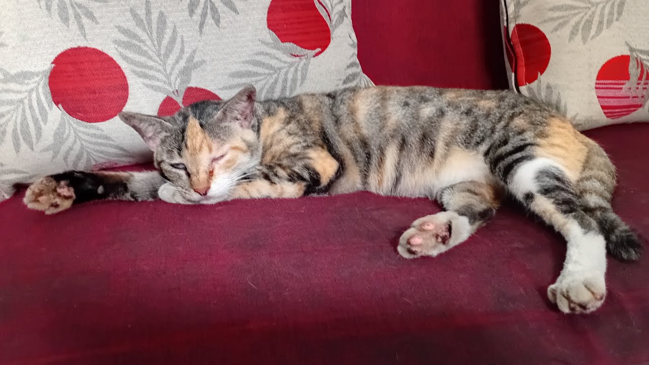 CAPEK BERBURU ISTIRAHAT DULU