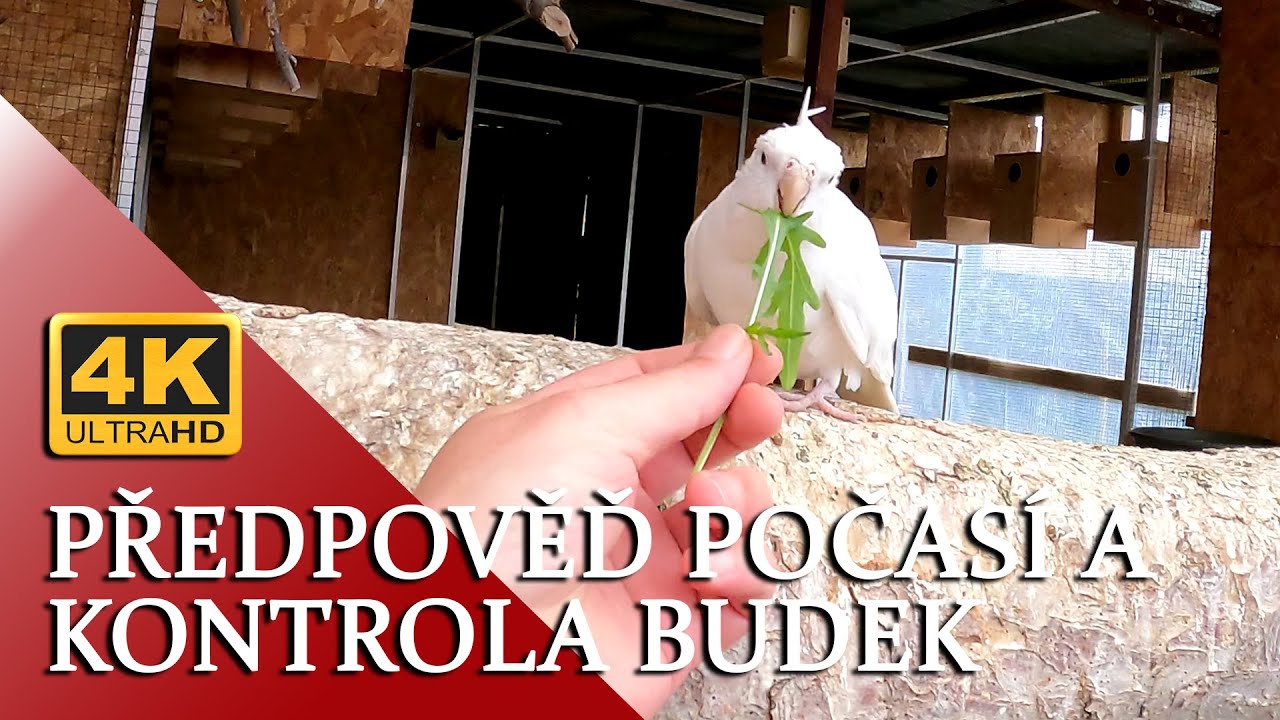 🔴[4K ] Předpověď počas&iacute; a kontrola budek │KorelyEu