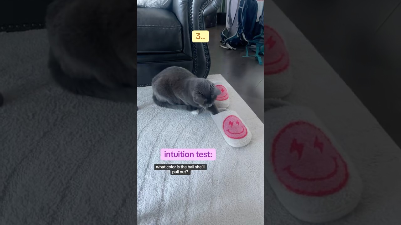 Cat intuition test 👀 What color will the ball be? #catplaying