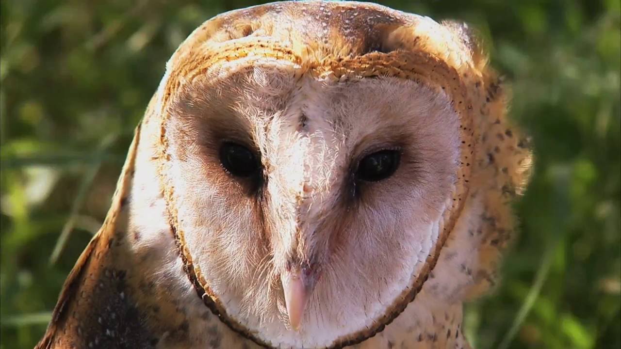 Sussex Wildlife Trust
