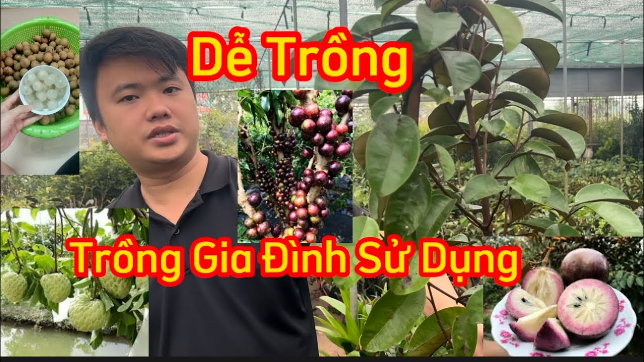 Top 10 Cây Ăn Quả Dễ Trồng Ngon [ Nhanh Quả ] Trồng Kinh Tế, Gia Đình