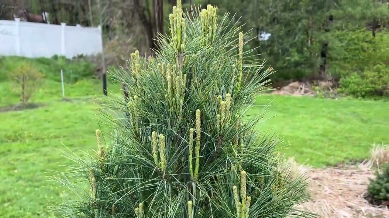 Shaping Pine trees into a perfect shape