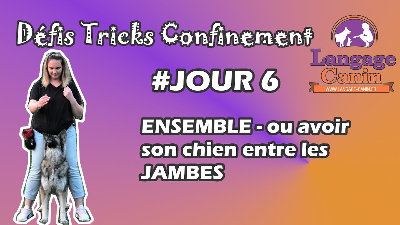 #JOUR6 // Faire MARCHER son CHIEN entre les JAMBES // DEFIS TRICKS CONFINEMENT