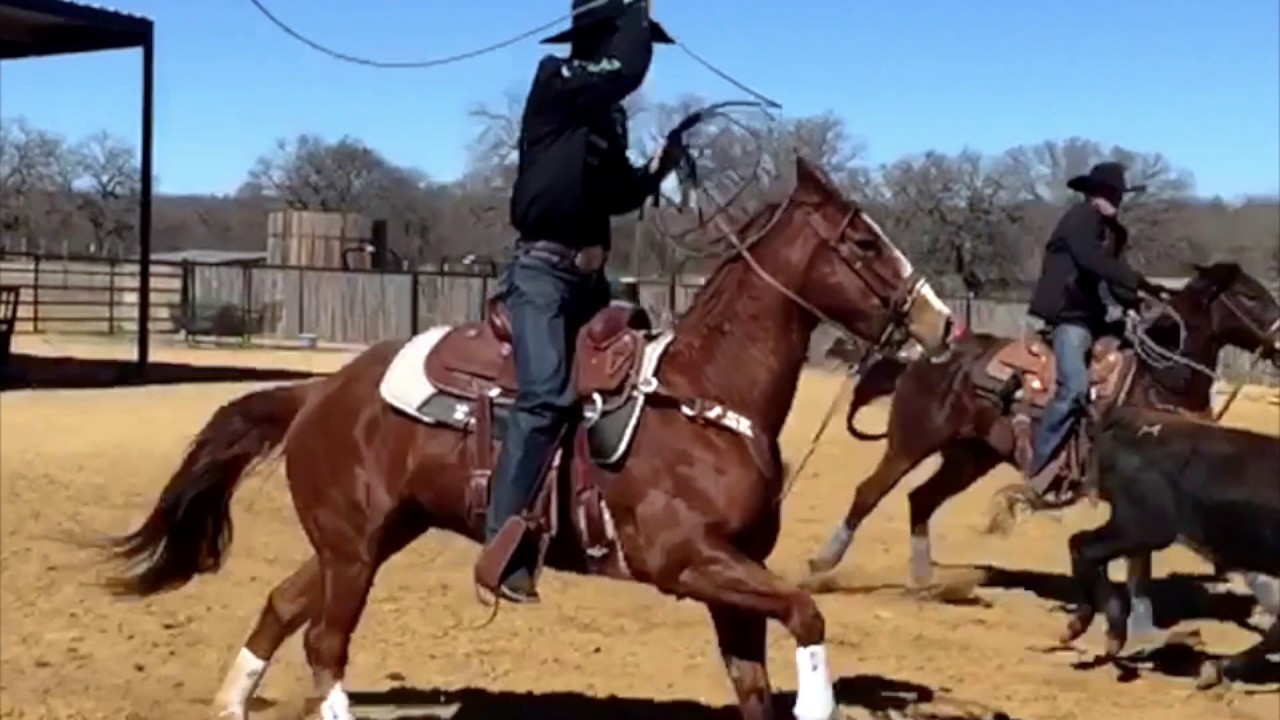 SMB VenTech Elite Support Horse Boots