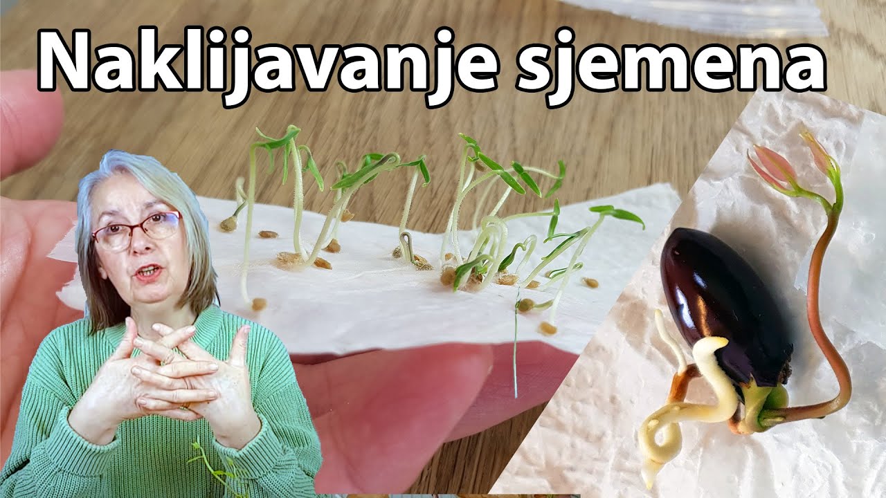 Проращивание семян / Преимущества этого способа подготовки к посеву