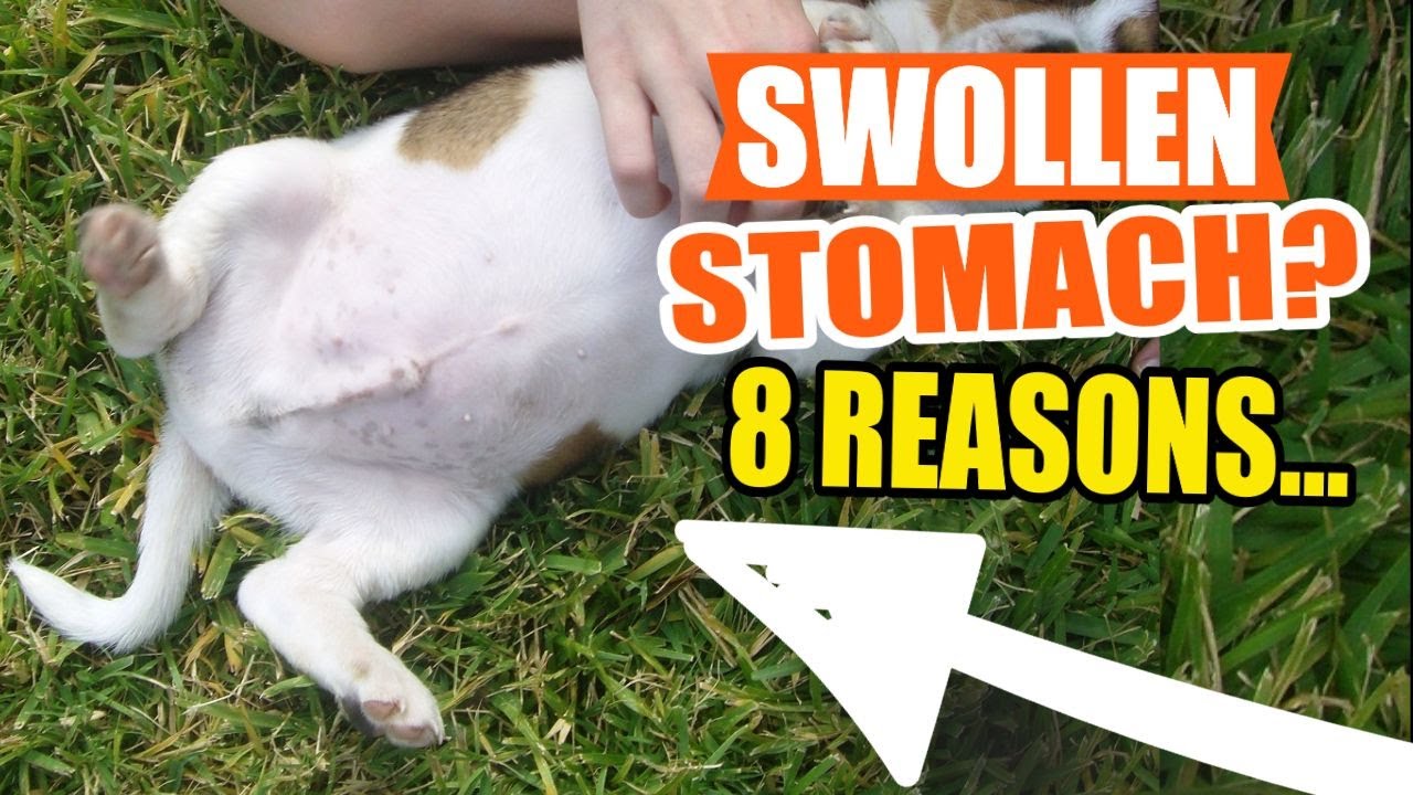 ПОЧЕМУ У МОЕЙ СОБАКИ ВЗДУТЫЙ ЖИВОТ? 🐶8 ПРИЧИН