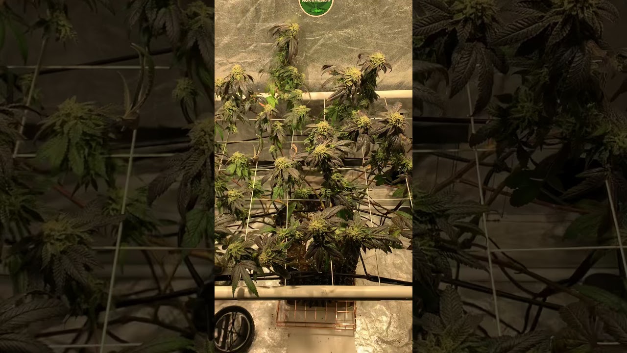 WEDDING CAKE WEEK 8 flower flush and ice method