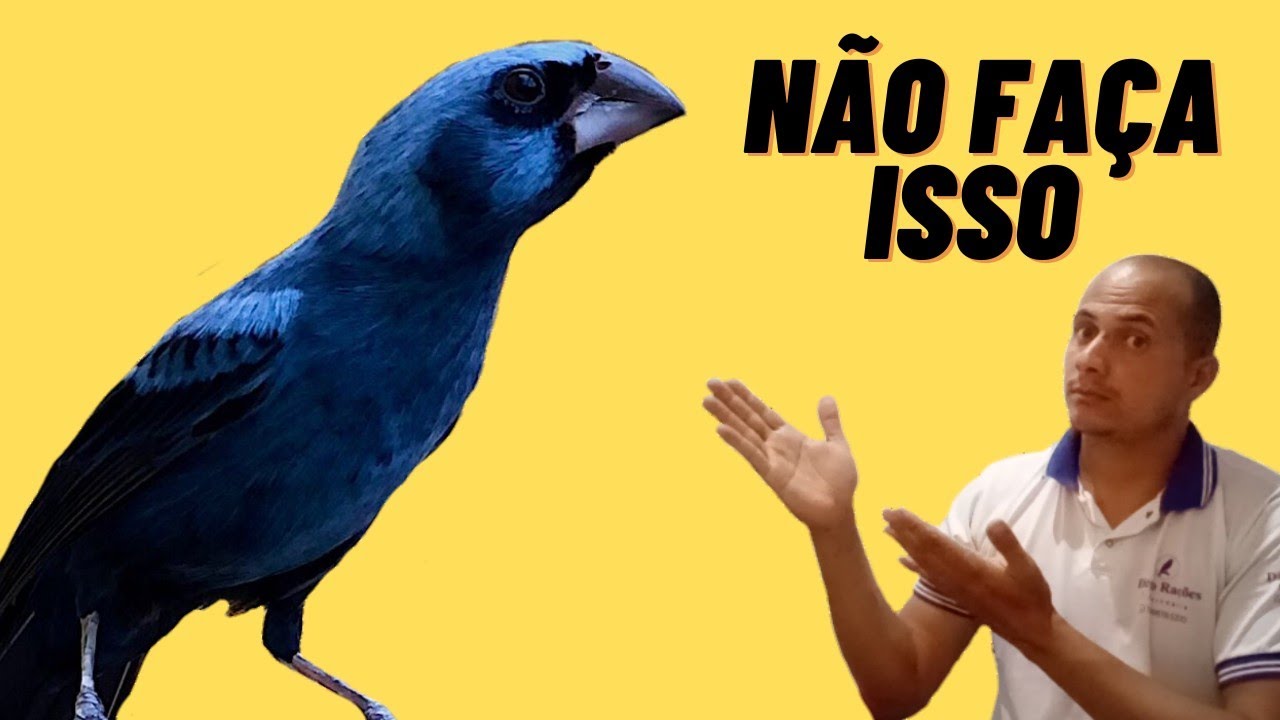 Esse manejo &eacute; para AZUL&Atilde;O FRIO E AZUL&Atilde;O ARISCO