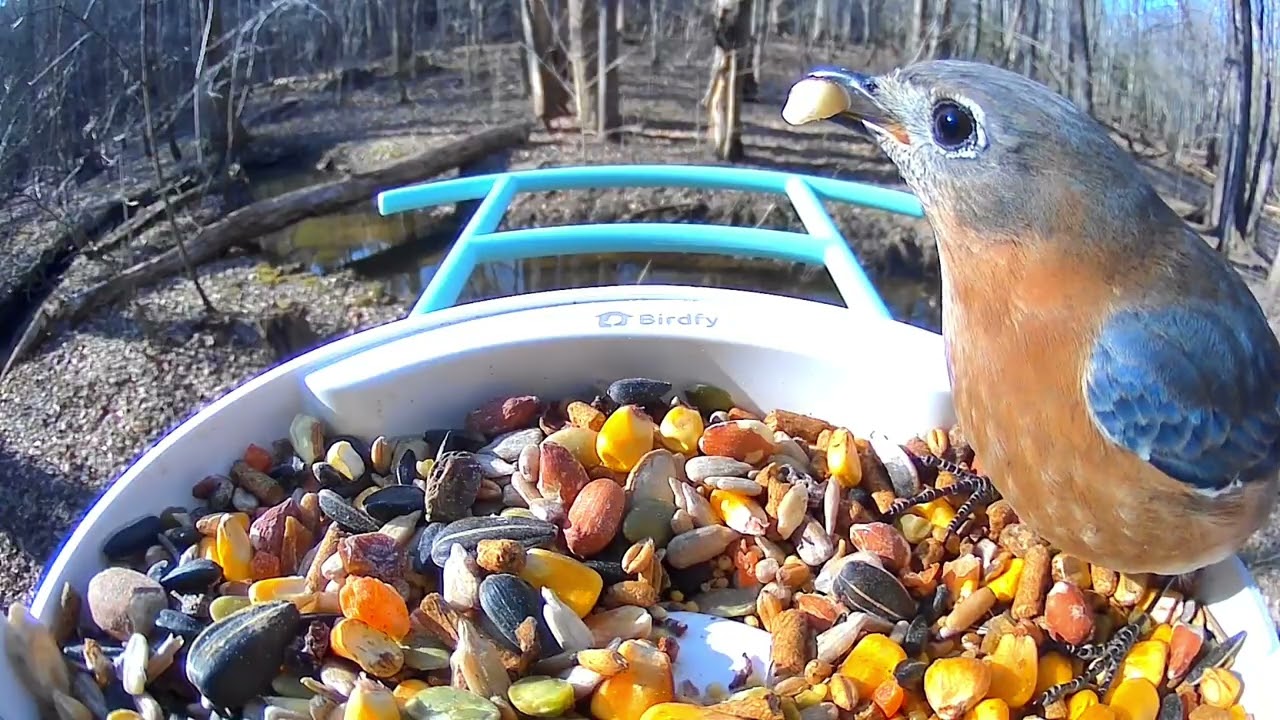 Backyard Birds at a New Feeder After the Cold | Birds in the ’Burg | 25 Minutes of Birdwatching