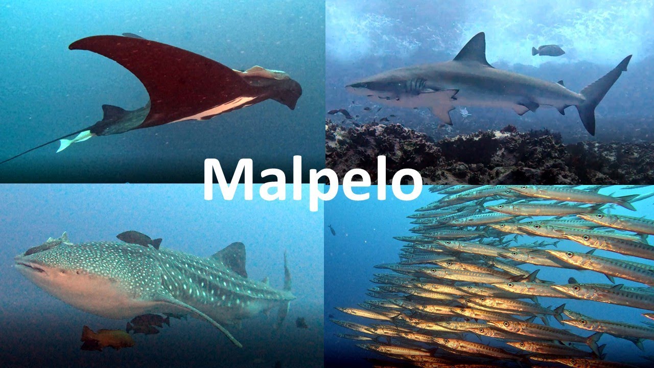Malpelo 2025