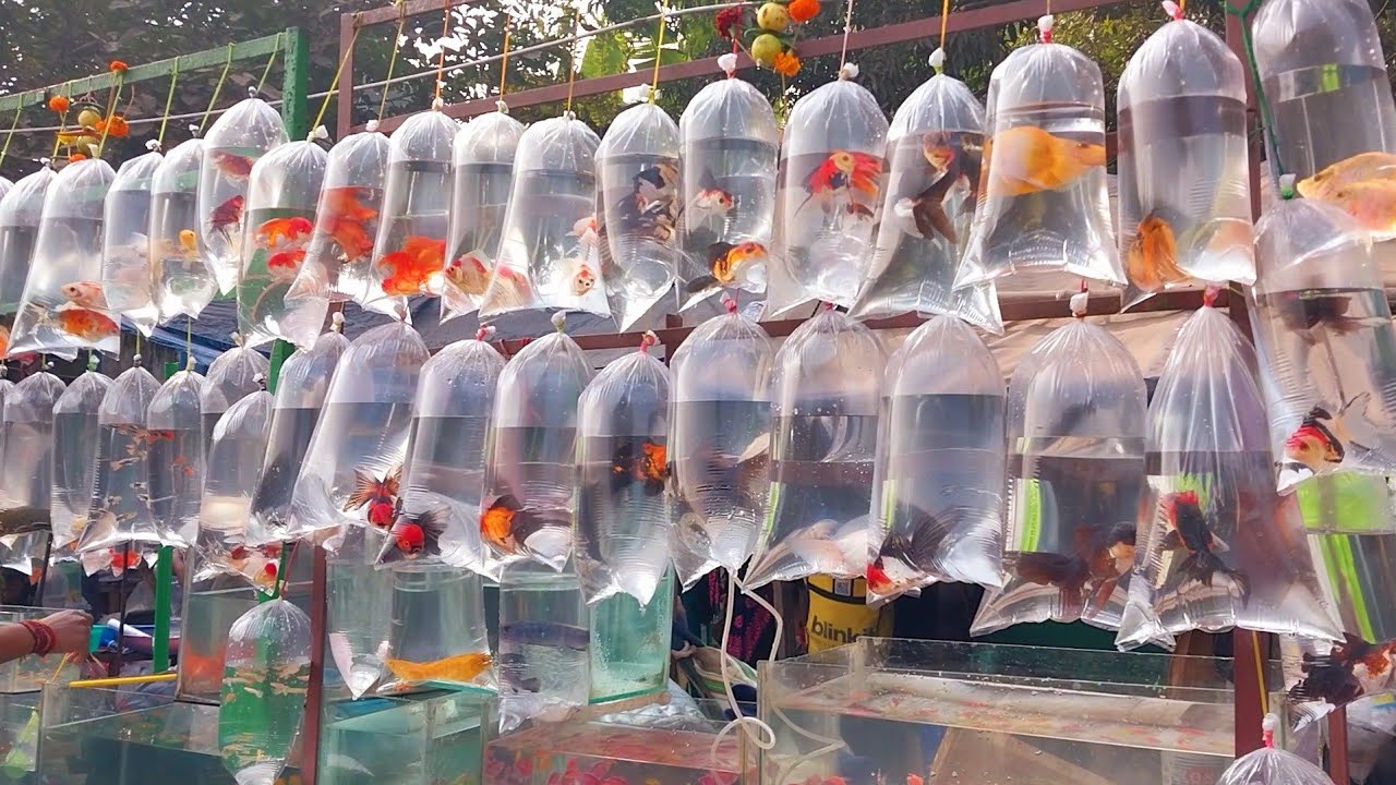 Fish Market | Galiff Street Fish Market Kolkata | Cheapest price | Recent Aquarium Fish Price Update