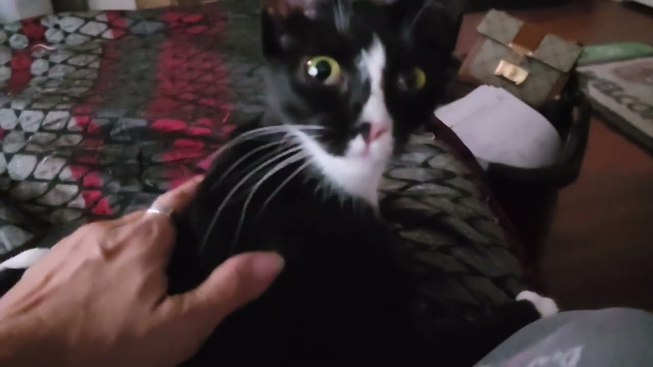 Meet Ducky, Kitty #10