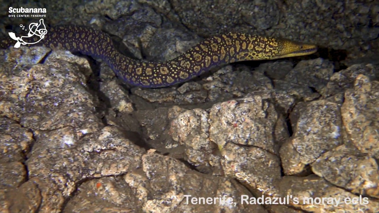 Moray Eels in Radazul, Tenerife