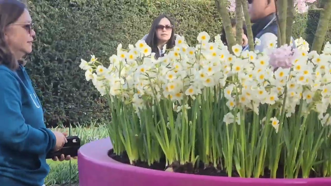 BELANDA : NEGERI BUNGA YÀNG INDAH DAN MENAKJUBKAN( KENKEUHOF FLOWER GARDEN ) - Travel Vlog