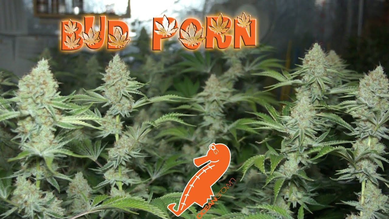 Bud Porn - Alien Rift
