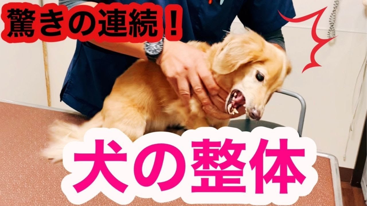 初めての犬の整体で驚きの連続！【シニア犬ケア】