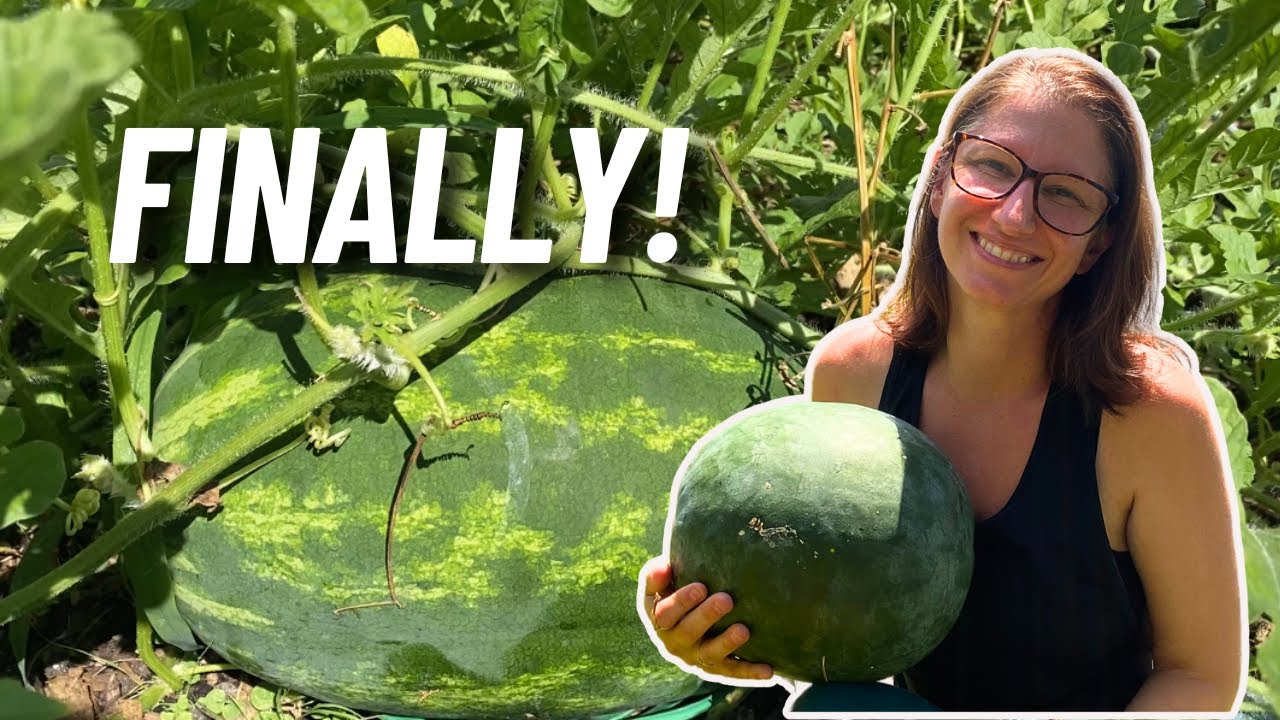 She Did It! Watermelon Success At Last