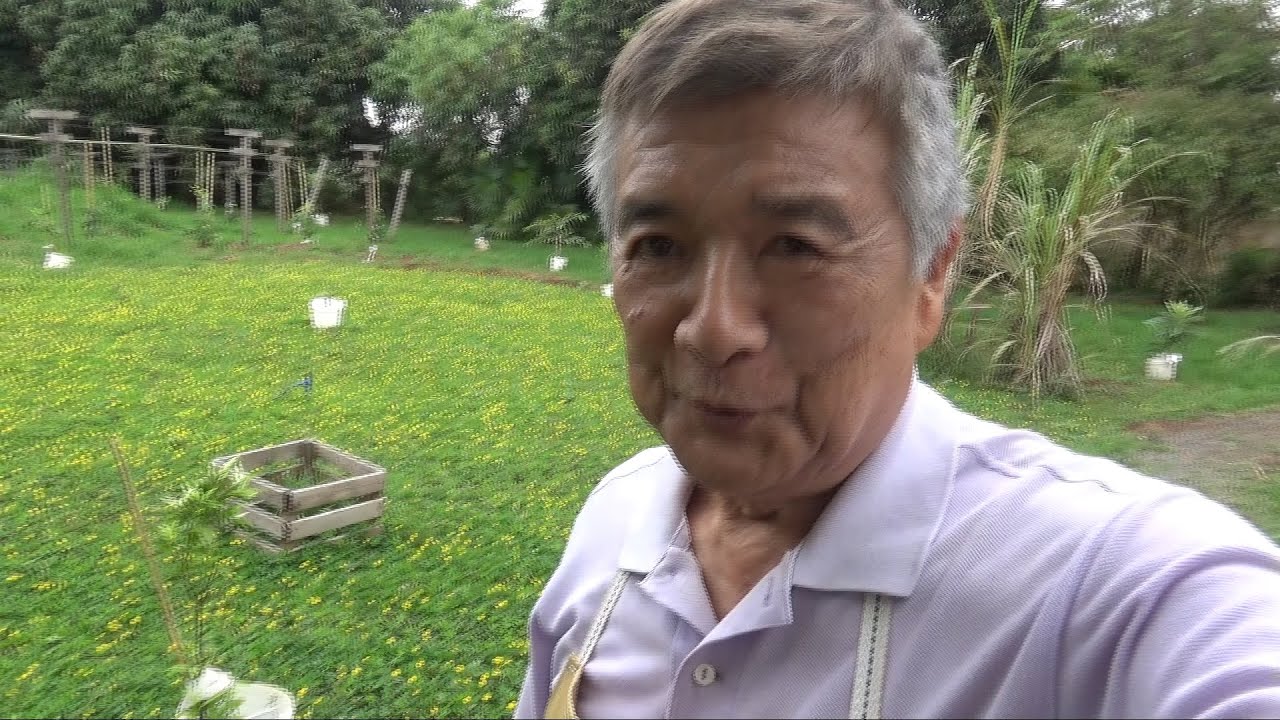 Meu Gramadinho de Grama Amendoim - 31/10/2025