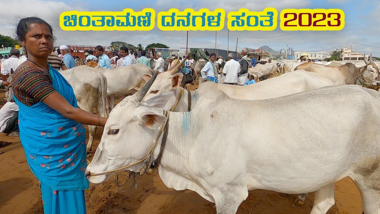 Chintamani cattle market 2023 #sundaybazar