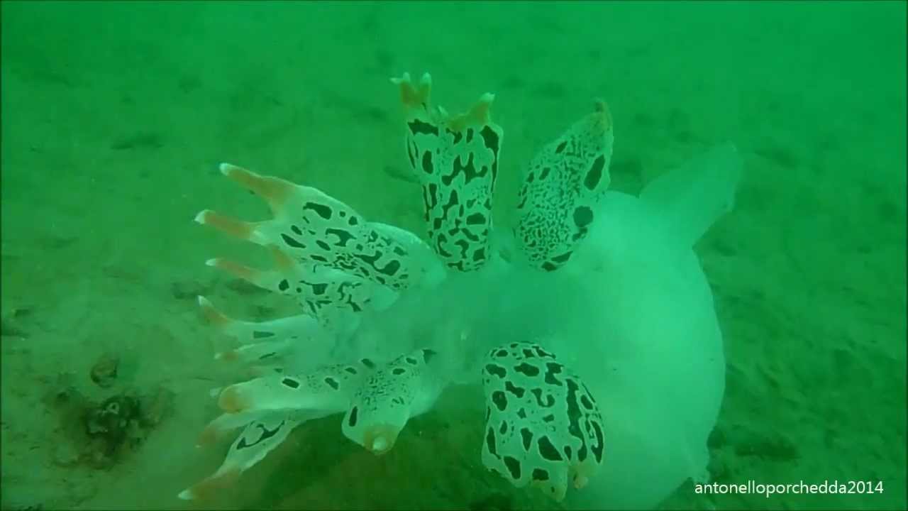 Biologia Marina - Nudibranco gigante 