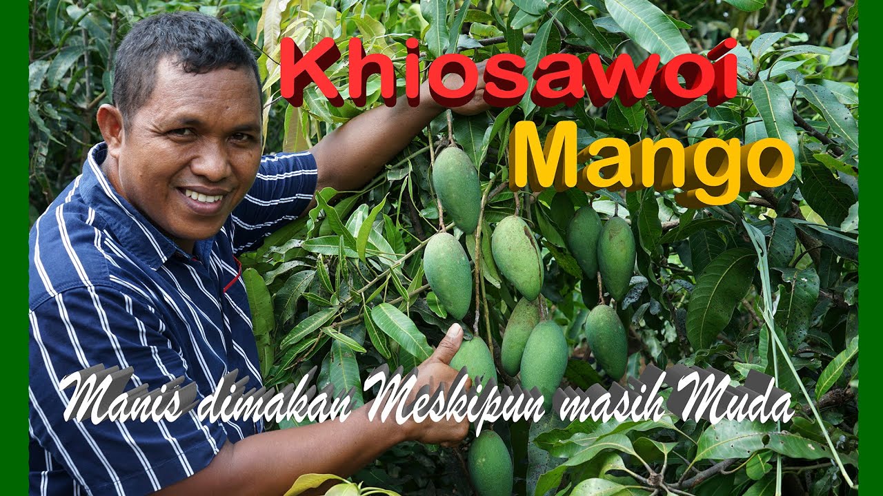 KHIOSAWOI MANGGA MANIS WALAU MASIH MENTAH