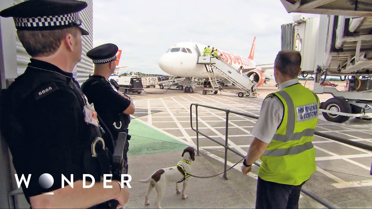 Rookie Sniffer Dog Catches Airport Drug Smuggler