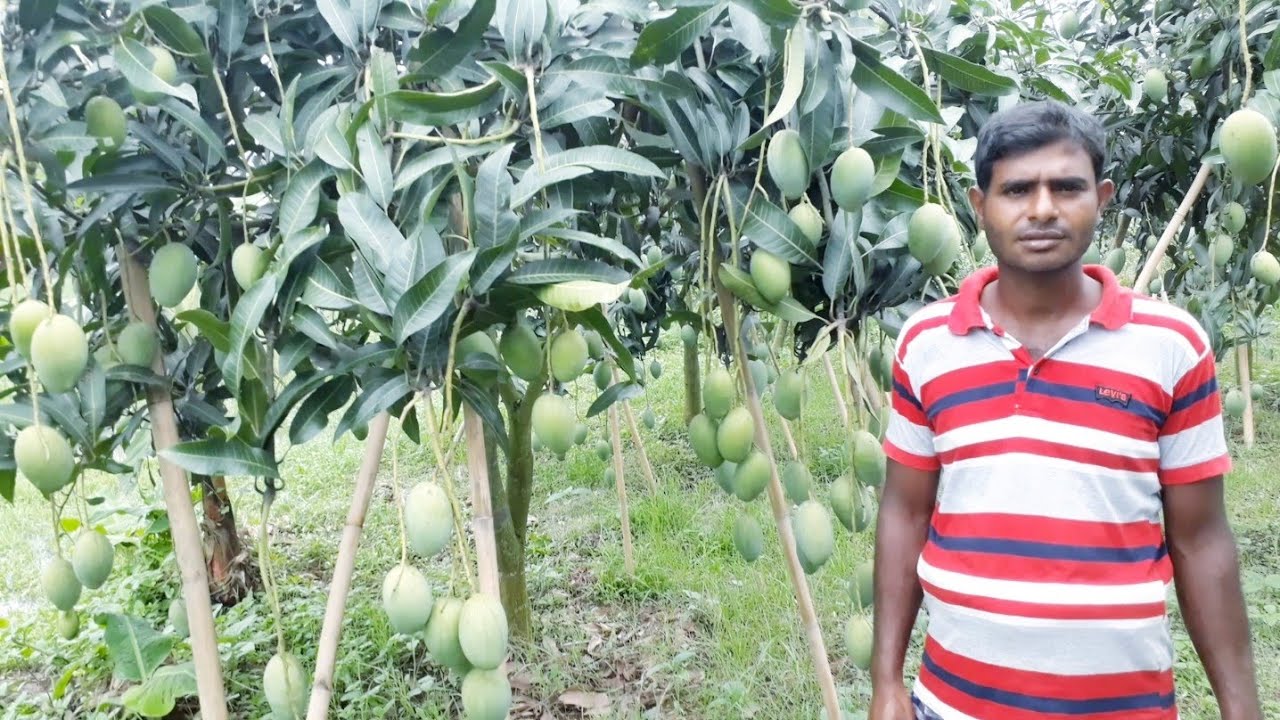 নতুন জাতের আম লেড ভ্যারাইটি উচ্চ ফলনশীল সুস্বাদু সহজে ঝড়ে পরে না ও ফেটে যায় না। বারী আম ৮ (পর্ব ২)
