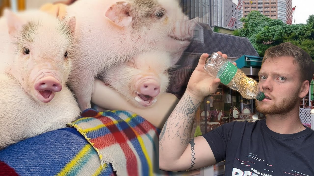 VLOG JAPON 13 : J’AI BUE MON THÉ AVEC DES COCHONS !