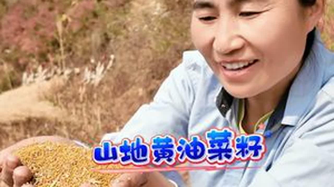高海拔山区的黄油菜籽...记录花嬢嬢的农村生活 #新农人计划2026 #乡村守护人 #我的乡村生活 #记录我的农村生活 #星乡村星农人