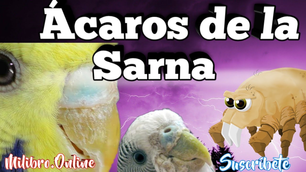 Tratamiento Para 🦜  Ácaros de los Periquitos