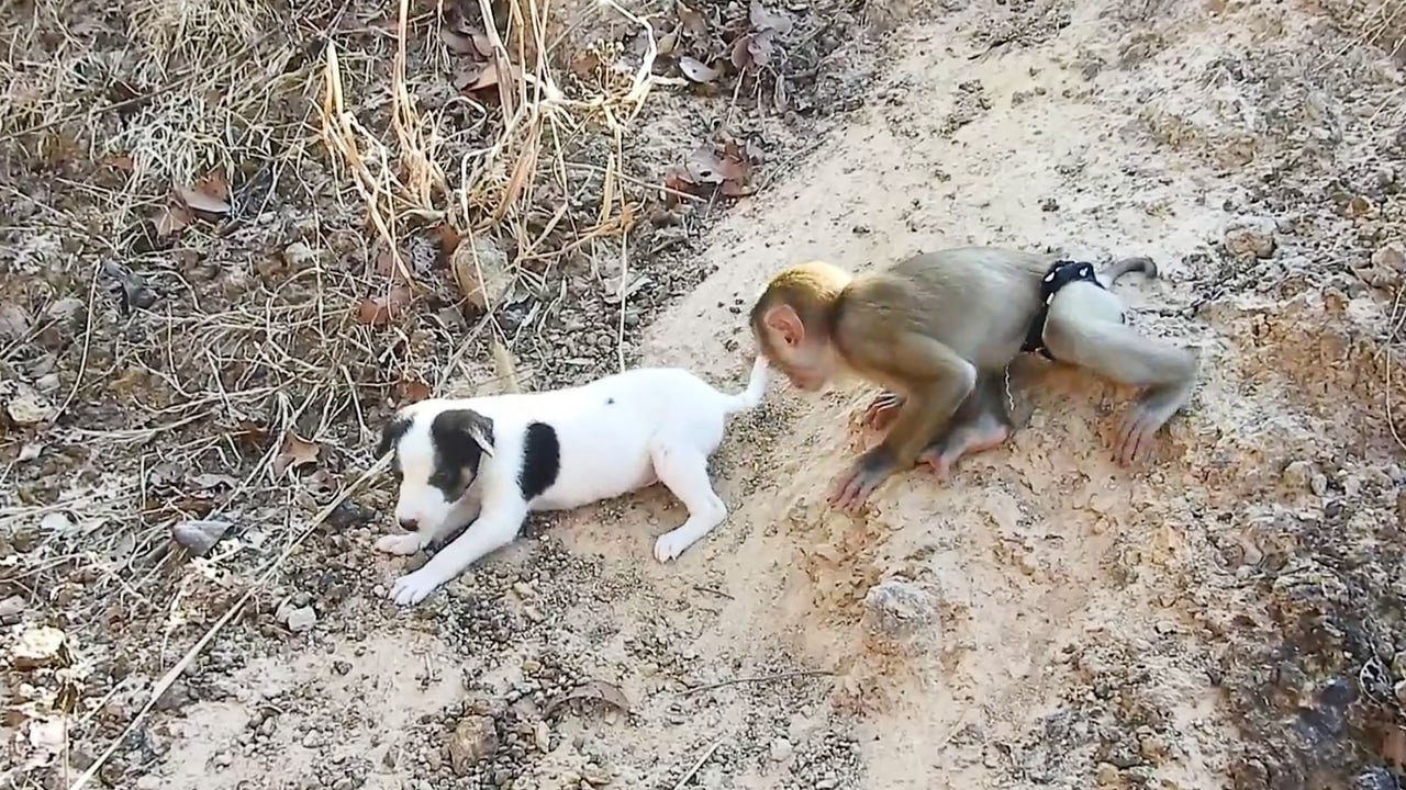 SokYaa Meets Tiny Puppy So Cute And Funny #SokYaa #CutePuppy #AnimalFriends