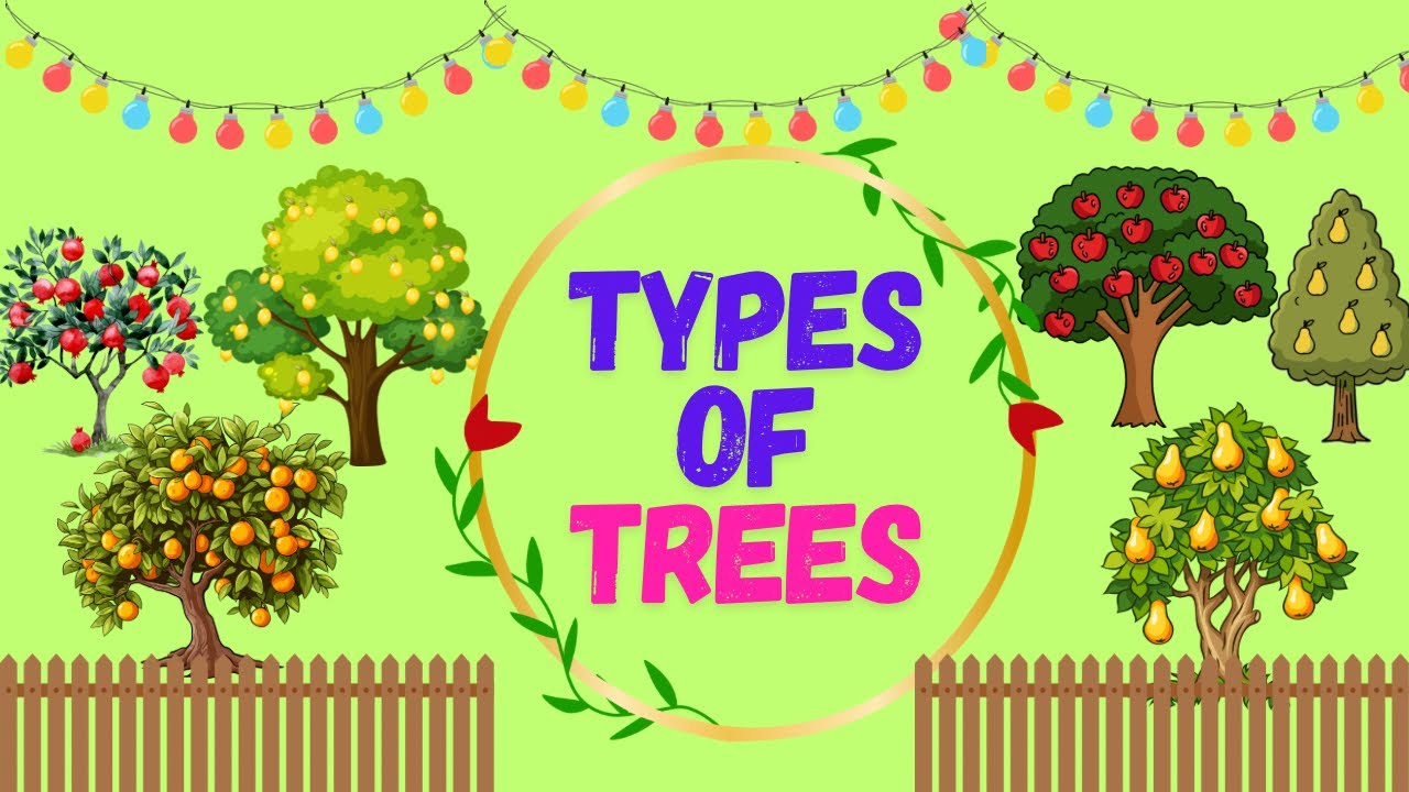 Types of trees|Learn different types of trees|Trees for kids|kids educational videos|Learning videos