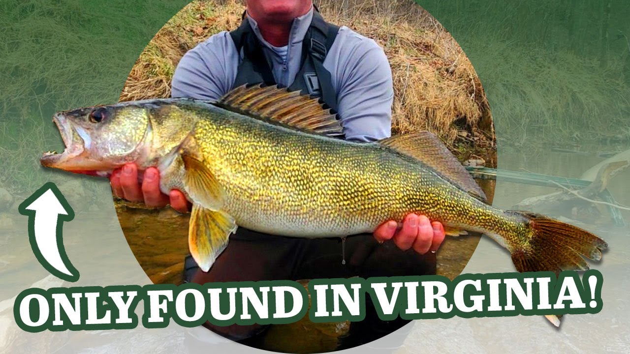 Fishing for Giant New River Strain Walleye